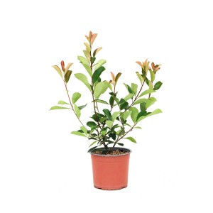 Fényeslevelű Carre Rouge cserépben, kb. 45 cm magas, piros és zöld levelekkel.
