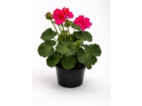 Muskátli álló félfutó kb. 12 cm-es cserépben