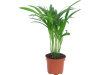 Aranypálma magasság kb. 40 - 45 cm cserép kb. 10,5 cm Areca Dypsis lutescens