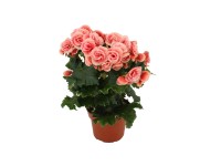 Begónia Elatior rózsaszín-fehér 20 cm+ Begonia