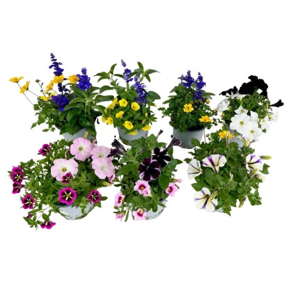 Ágyásnövények duó magasság kb. 20-30 cm cserépátmérő kb. 12 cm
