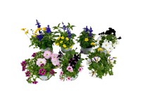 Ágyásnövények duó magasság kb. 20-30 cm cserépátmérő kb. 12 cm