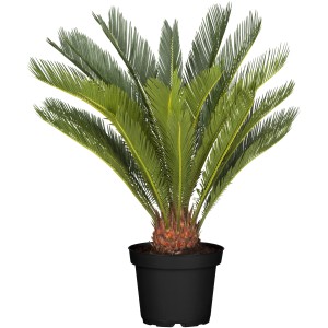 Cikász pálma (Cycas revoluta) cserépben, kb. 60-80 cm magas. Egzotikus dézsás növény páfrányszerű levelekkel.