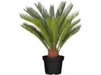 Japán cikász magasság kb. 60 cm - 80 cm cserépátmérő kb. 24 cm Cycas revoluta Japán cikász magasság kb. 60 cm - 80 cm cserépátmérő kb. 24 cm Cycas revoluta