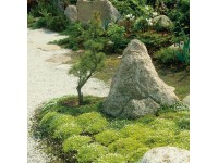 Szálkás zöldhúr cserépátmérő: kb. 12 cm zöldhúr Szálkás zöldhúr cserépátmérő: kb. 12 cm zöldhúr