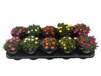 Kristályvirág Kristályvirág