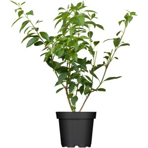 Aranyfa 'Lynwood Gold' cserépben, kb. 50-60 cm magas, zöld levelekkel.