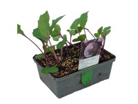 Vöröskáposzta 6-os tál gyökérbojt kb. 2 x 2 cm Brassica