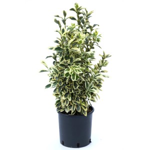 Japán kecskerágó cserépben, kb. 50-60 cm magas, zöld-fehér vagy zöld-sárga tarka levelekkel.