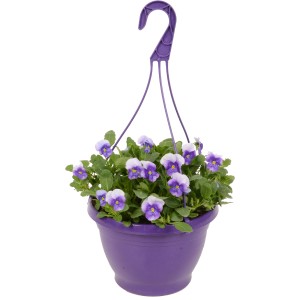 Lila virágcserépben lévő árvácska lila-fehér virágokkal, magassága 20-30 cm. Tavaszi ültetés.