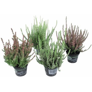 Színes erika cserépben, különböző színek, kb. 11 cm-es cserépátmérő.