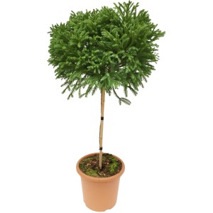 Globosa Nana japánciprus formázott fa cserépben, kb. 60 cm magas.