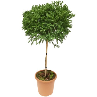 Globosa Nana japánciprus formázott fa cserépben, kb. 60 cm magas.