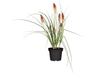 OBI fürtös fáklyaliliom narancssárga cserépátmérő: kb. 9 cm x 9 Kniphofia