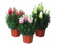 Oroszlánszáj cserépátmérő: kb. 23 cm Antirrhinum Oroszlánszáj cserépátmérő: kb. 23 cm Antirrhinum