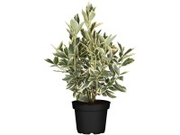 Japán kecskerágó magasság kb. 30 40 cm cserép kb. 2 l Euonymus japonicus