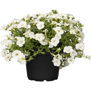Fehér petúnia (Calibrachoa) cserépben, függő növény ágyásokba és erkélyekre.