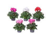 Ciklámen zöldlevelű cserépátmérő kb. 11 cm Cyclamen persicum Ciklámen zöldlevelű cserépátmérő kb. 11 cm Cyclamen persicum