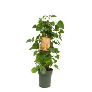 Földicseresznye (Physalis peruviana) cserépben, kb. 90-110 cm magas, zöld levelekkel és termésekkel.