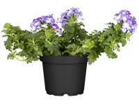 Verbéna (Verbena wicked) Verbéna (Verbena wicked)