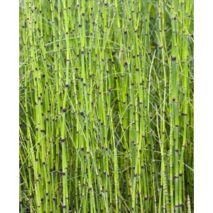 Zöld zsurló (Equisetum japonicum) cserépben, dekoratív tavi növény a kerti tóhoz.