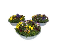 Szarvacskás árvácska cinkedényben 3-féle változat cserép kb. 29 cm Viola cornuta Szarvacskás árvácska cinkedényben 3-féle változat cserép kb. 29 cm Viola cornuta