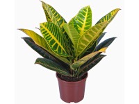 Csodacserje cserépátmérő: kb. 13 cm