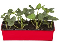 Korona folytontermő szamóca 6 darabos tálca Korona folytontermő szamóca 6 darabos tálca