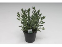 Francia levendula 14 cm