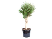 GROW by OBI olajfa magasság kb. 50 cm cserép kb. 35 l Olea europaea GROW by OBI olajfa magasság kb. 50 cm cserép kb. 35 l Olea europaea