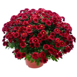 Bőséges, sötétvörös krizantém (Chrysanthemum indicum) cserépben, kb. 25 cm Ø.