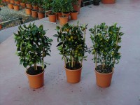 Kalamondin, különböző fajták, cserépátmérő: kb. 14 cm, Citrus Kalamondin, különböző fajták, cserépátmérő: kb. 14 cm, Citrus