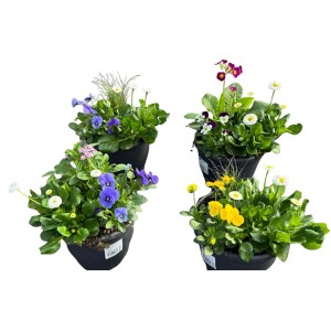 Spring Break Trio: Beültetett tál színes tavaszi virágokkal cserépben, kb. 19 cm Ø.