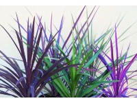 Déli bunkóliliom Cordyline Australis