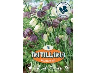 Mocsári kockásliliom 