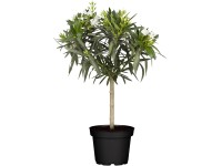 Törzses leander magasság kb. 100-120 cm cserépátmérő kb. 26 cm Nerium oleander Törzses leander magasság kb. 100-120 cm cserépátmérő kb. 26 cm Nerium oleander