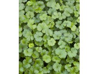 Gázlóvirág (Hydrocotyle novae-zelandia) fehér cserépátmérő: kb. 11 cm Gázlóvirág (Hydrocotyle novae-zelandia) fehér cserépátmérő: kb. 11 cm