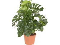 Könnyezőpálma cserépátmérő: kb. 30 cm magasság kb. 90 cm (Monstera Deliciosa) Könnyezőpálma cserépátmérő: kb. 30 cm magasság kb. 90 cm (Monstera Deliciosa)