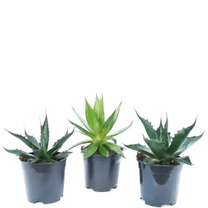 Három amerikai agávé (Agave americana) cserépben, konténeres növények napos helyekre.