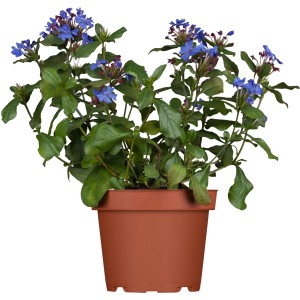 Kínai ólomgyökér 'Ceratostigma' cserépben, kék virágok, őszi növény napos helyekre.