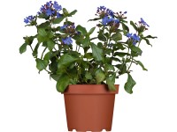OBI tarackoló kékgyökér kék cserépátmérő: kb. 13 cm Ceratostigma OBI tarackoló kékgyökér kék cserépátmérő: kb. 13 cm Ceratostigma