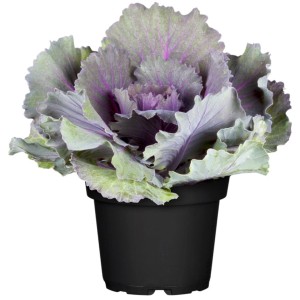 Díszkáposzta cserépben, kb. 12 cm, lila-zöld levelekkel. Dekoratív őszi növény erkélyre és teraszra.
