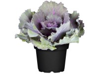 Díszkáposzta (Brassica oleracea var. acephala) cserépátmérő kb. 11 cm Díszkáposzta (Brassica oleracea var. acephala) cserépátmérő kb. 11 cm