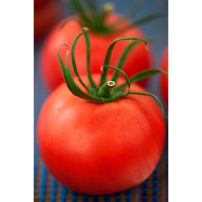 Húsos paradicsom, cserépátmérő: kb. 9 cm, Solanum