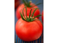 Húsos paradicsom, cserépátmérő: kb. 9 cm, Solanum