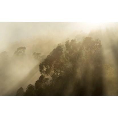 Komar Foggy Sunshine fátyoltapéta 400 cm x 250 cm