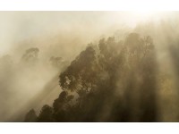 Komar Foggy Sunshine fátyoltapéta 400 cm x 250 cm