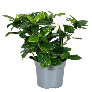 Gardenia (Gardenia jasminoides) cserépben, kb. 13 cm átmérőjű, krémes fehér virággal és zöld levelekkel.