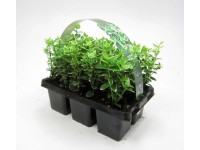 Kúszó kecskerágó Emerald Gaiety fehértarka 6 darabos csomag cserép kb. 7 cm