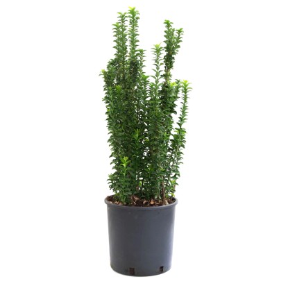 OBI korallberkenye "Carré Rouge" magassága kb. 30-40 cm cserepe kb. 5 l Photinia